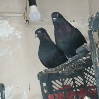 کبوتر هوا کش