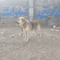 سگ پژدر|سگ|اسلام‌‌آباد غرب, |دیوار