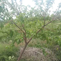 فروش فوری ۱۰۰۰مترباغ فنس کشی احمد آباد|فروش زمین و ملک کلنگی|اراک, |دیوار