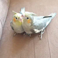 جوجه سرلاکی عروس هلندی|پرنده|اردبیل, |دیوار