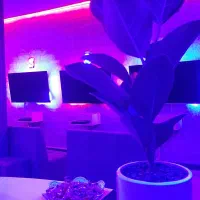 گیم نت گاما