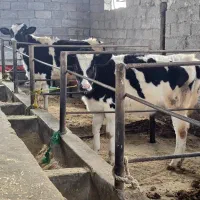 دو راس تلیسه هلشتاین نژاد شیری (لیشه)