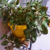 گل قاشقی|گل و گیاه طبیعی|شیروان (خراسان), |دیوار