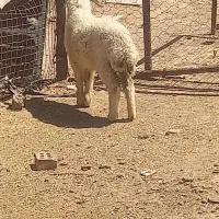 گوسفند وبره