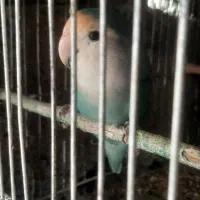 طوطی برزیلی