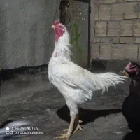 تخم‌مرغ لاری نطفه دار