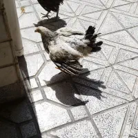 مرغ و خروس|حیوانات مزرعه|کرج, آق تپه|دیوار