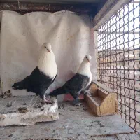پرنده کلکسیونی