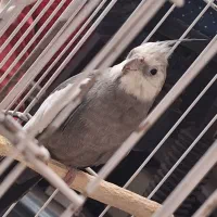 عروس هلندی زیر قیمت