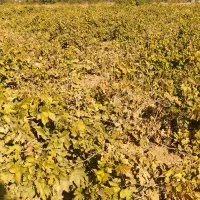 باغ انگور ای درمیوا