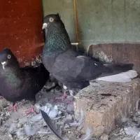 جفت زاغ  دم  سفید  مهر  ۱۵  پر  دم