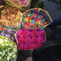 پخش رز هلندی و مینیاتوری