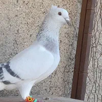 شامی دمسفید درشتو پابلند