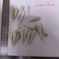 صدف ایرانی|کلکسیون و سرگرمی|بوشهر, |دیوار