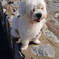 گمشده|حیوانات|اصفهان, بهارستان|دیوار