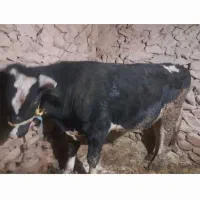 فروش گوساله