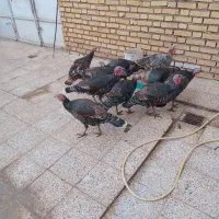 بوقلمون ماده