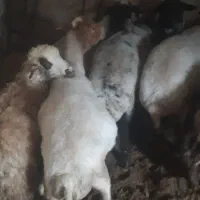 گو سفند وبره