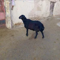 قوچ قزل افشار|حیوانات مزرعه|سجاس رود, |دیوار