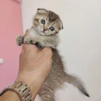 اسکاتیش