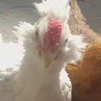 جوجه خروس گلین اصل