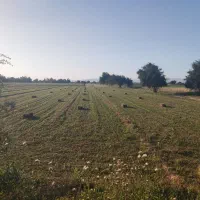 یونجه درجه ۲