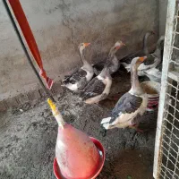 قاز|حیوانات مزرعه|مهدی شهر, |دیوار