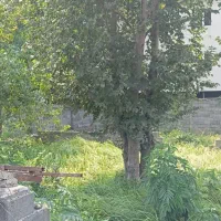 زمین تمام مسکونی ۵۴۰ متر سند تک برگ واقع در فخب|فروش زمین و ملک کلنگی|رشت, کوی حسینی|دیوار