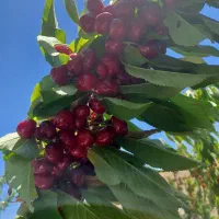 550مترفنس کشیده