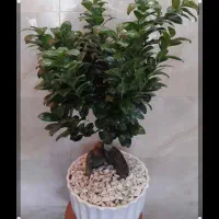 فروش انواع بنسای|خدمات باغبانی و درختکاری|تهران, شهرک شهید باقری|دیوار