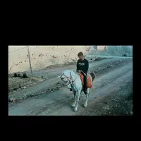 اسب کرد|اسب و تجهیزات اسب‌سواری|پاپی, |دیوار