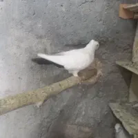 کبوتر|پرنده|اسکو, |دیوار