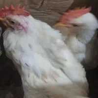 خروس ۵ ماهه