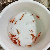 ماهی قرمز|ماهی|کرج, اصفهانی‌ها|دیوار