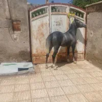 اسب مادیون کرد درجه یک کره بیداد|اسب و تجهیزات اسب‌سواری|شیراز, اکبر آباد|دیوار