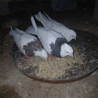 سه تا کبوتر  طوقی بدون پر غلط