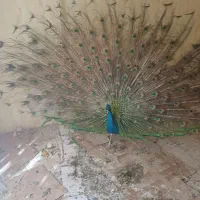 طاووس