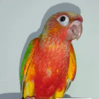 گرینچیک و عروس