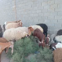 فروش قوچ جوان و بره گوشتی|حیوانات مزرعه|شادگان, |دیوار