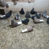 اشعل