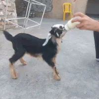 ۳تا کهره شیری دوبحر پاکستانی دورگ
