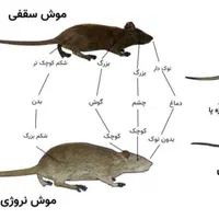 سم پاشی...زاهدان|خدمات نظافت|زاهدان, |دیوار