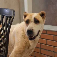 سگ آلابای ماده