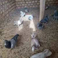 کفتر پلاکی|پرنده|یزد, |دیوار