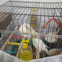 یک جفت عروس هلندی به همراه دو قفس