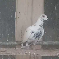 کبوتر گلی|پرنده|آباده, |دیوار