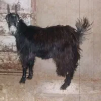 فروش بزغاله ماده آبستن|حیوانات مزرعه|پاکدشت, پارچین|دیوار