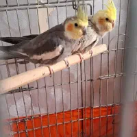 عروس هلندی با قفس و وسایل