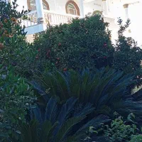 گل سیکاس۱۵ ساله کاکتوس۱۲ساله