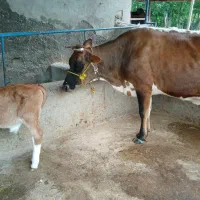 گاو جرسی شیر 15کیلو گوساله نرسیمینتال چهار روزه